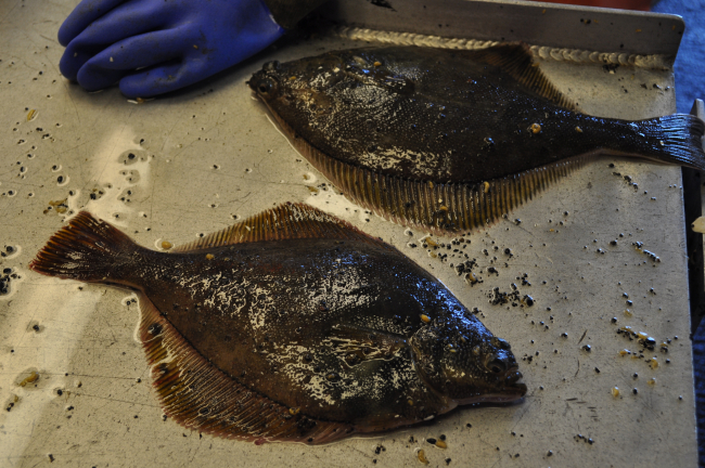 Flatfish obtained during bottom trawling operation