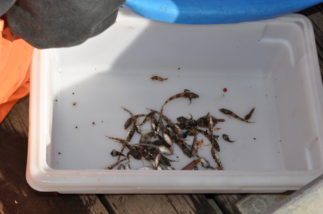 Small fish and shrimp from bottom trawling operation sorted out for furtherstudy