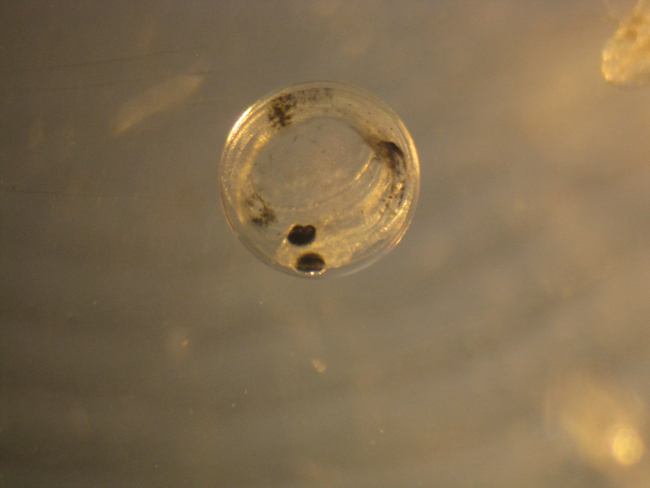 Through the microscope - fish egg