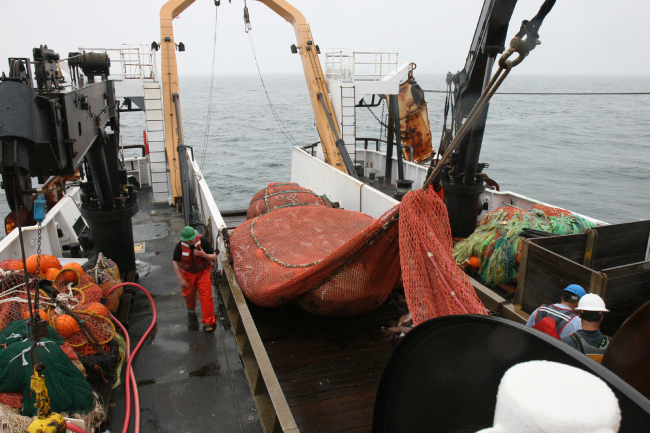 Trawl cod end filled with large squid