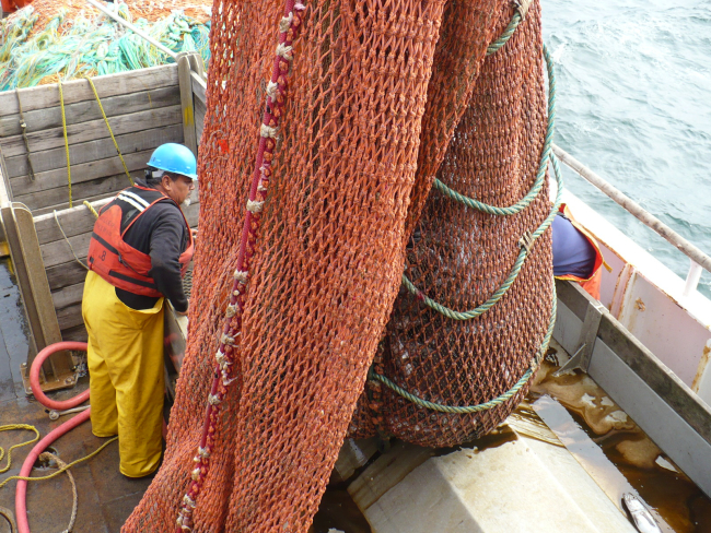 Preparing to release catch into sampling bin at cod end of trawl net