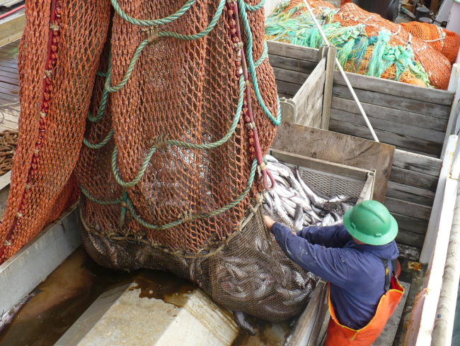 Releasing cod end of trawl net into sampling bin