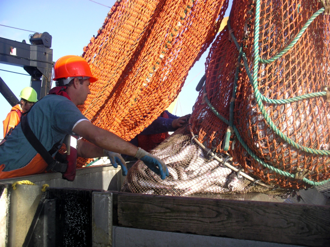 Emptying the cod end of the trawl into a sorting bin