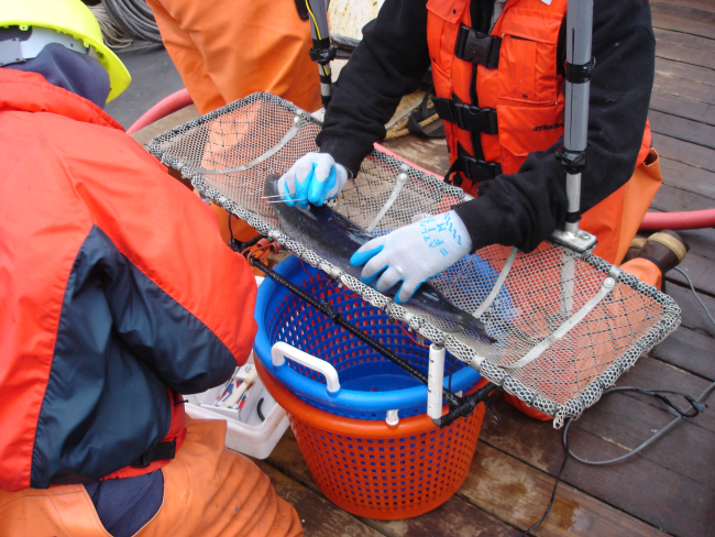 Tagging a salmonid in a tagging cradle