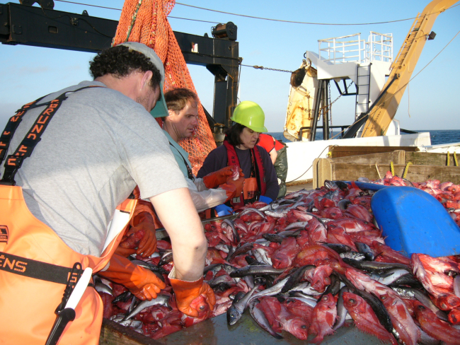 Splitnose rockfish and hake on sorting table