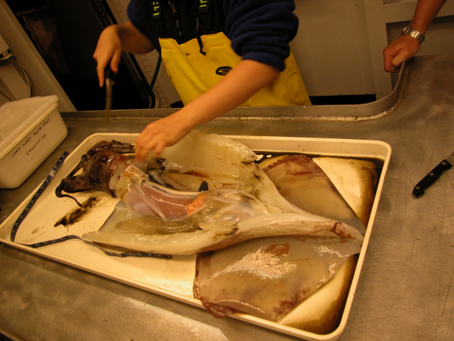 A member of the science party dissecting a large squid