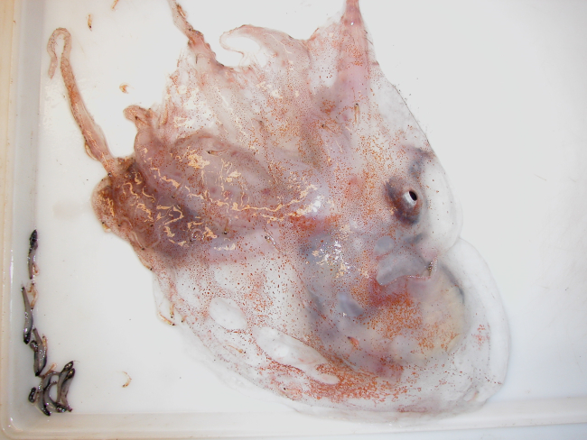Remains of a squid in a sorting tray with some small mid-water fish