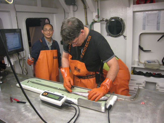 Measuring length of hake with electronic measuring board