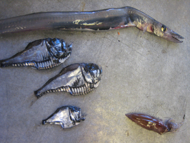 Three hatchetfish, a small squid, and a relatively large mid-water fish