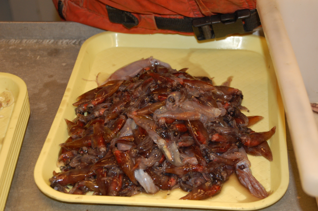 Sorting trays with squid from mid-water trawl