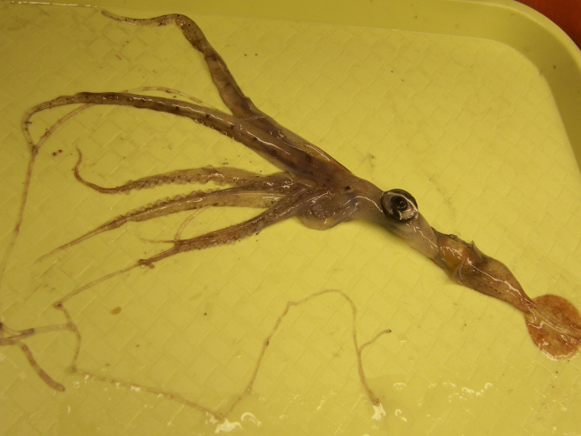 A squid with relatively huge eyes in a sorting tray