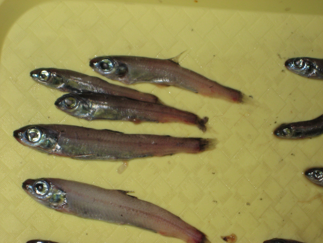 Lanternfish (myctophids)