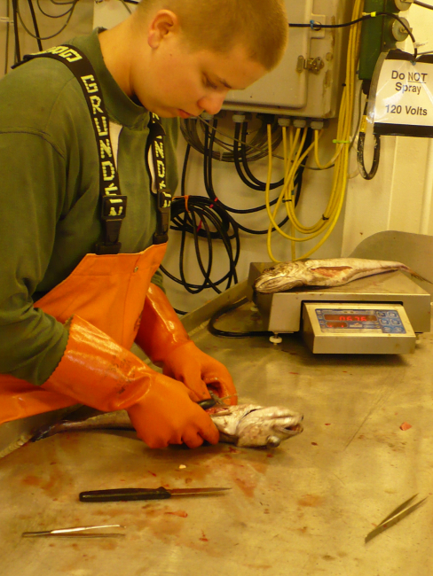 Dissection of hake