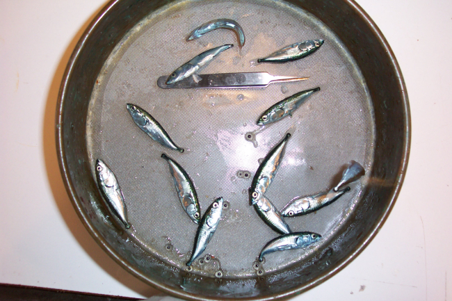 Juvenile jack mackerel