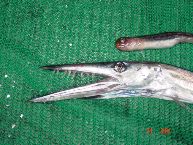 Head of lancet fish and unidentified fish above