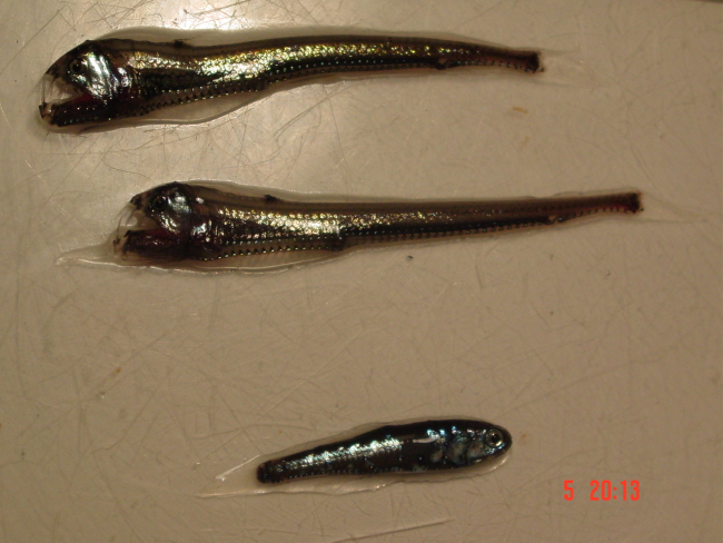 Two viperfish and a small lanternfish