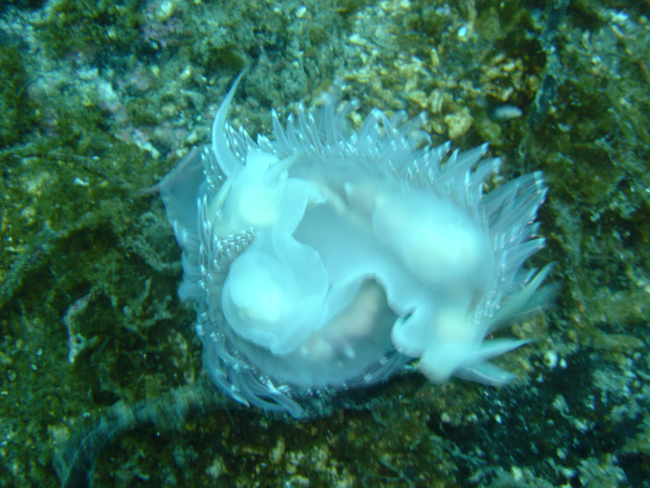White nudibranch observed on a dive in Three Saints Bay
