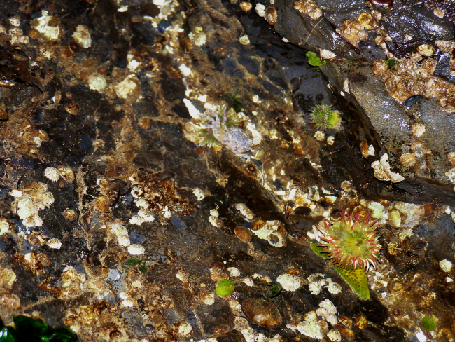 Aleutian tidepool with anemones, limpets, and barnacles