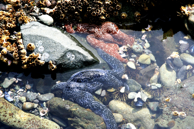 Large blue and orange starfish, barnacles, green sea urchins, a few limpets, and a few mussel shells in an Aleutian tidepool