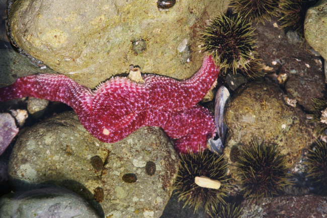 A large red starfish, a few green sea urchins, and other biota in a rockyAleutian tidepool