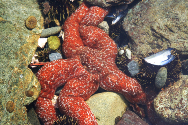 An orange starfish in an Aleutian tidepool with green sea urchins, a fewlimpets, and mussel shells