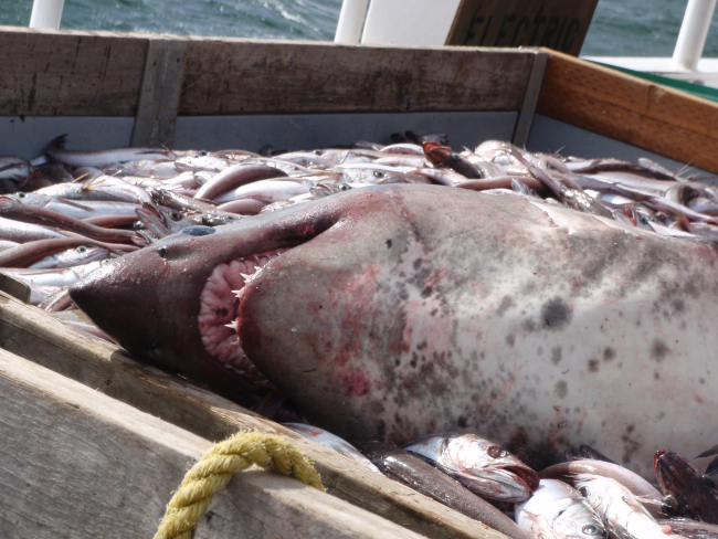 Formidable teeth of large shark caught during trawling operations
