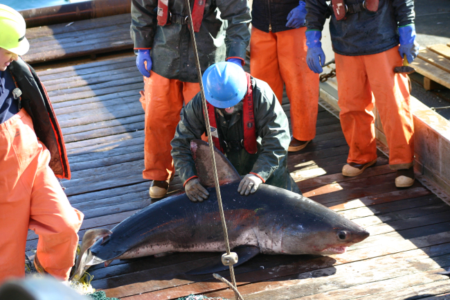 Large shark on deck prior to being returned to the sea