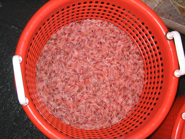 A basketfull of krill caught in small mesh net