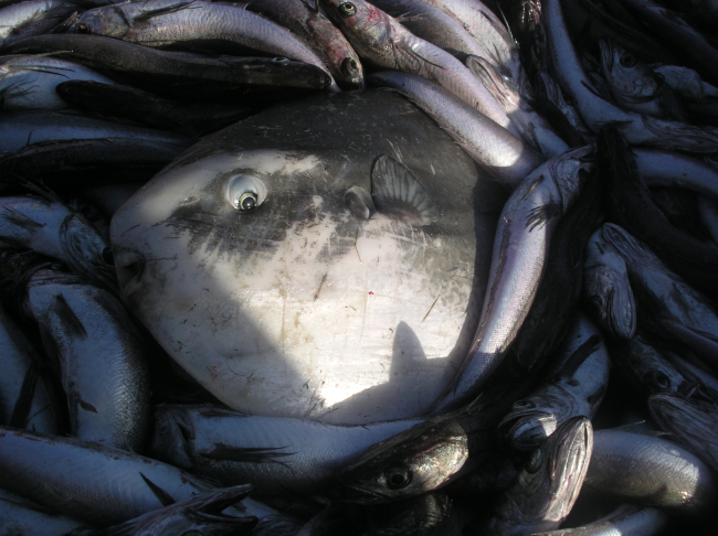 Sunfish, Mola mola, caught with pollock