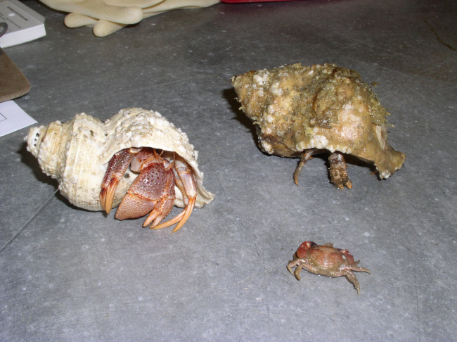 Large hermit crabs and small crab