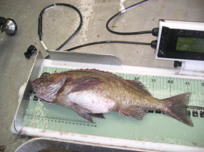 Fish being measured