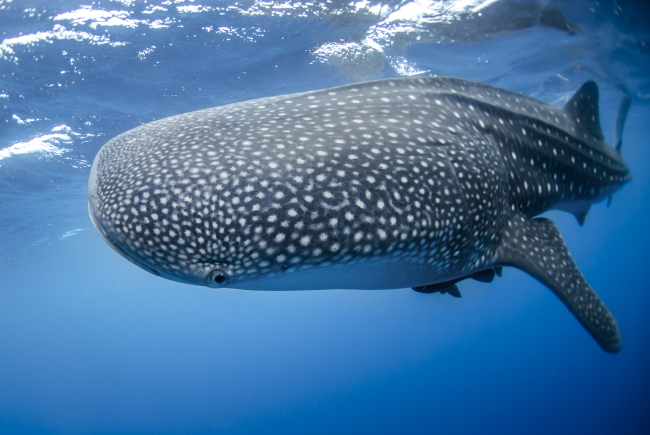 Whale shark viewing photographer