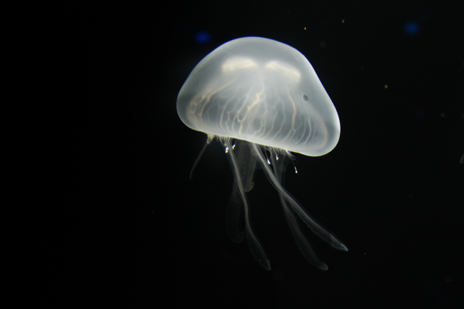 Jellyfish at Corpus Christi, Texas