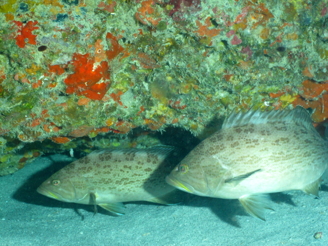 Two scamp groupers