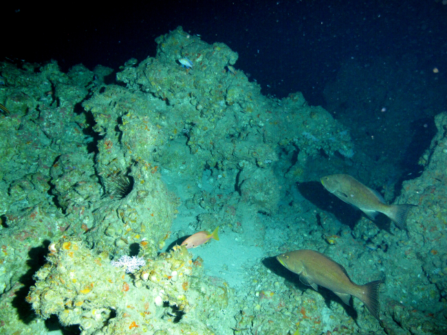 Two speckled hind, a very large urchin, and numerous smaller fish at theedge of the photic zone
