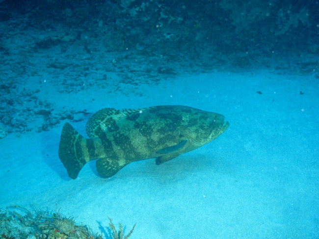A goliath grouper