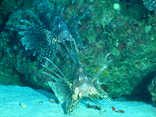 Two large lionfish
