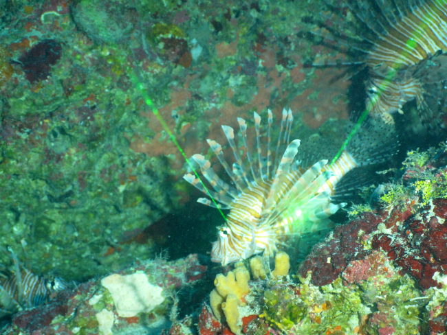Lionfish being measured with green lasers
