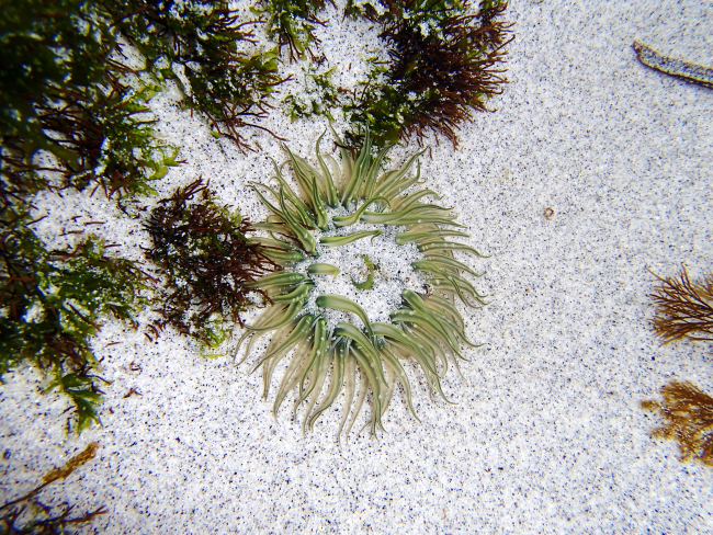 A large green anemone in a tide pool recently covered by sand