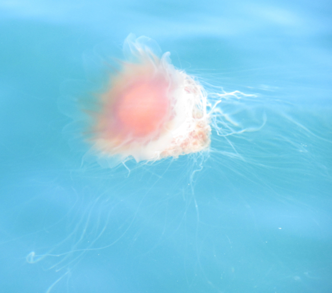 Jellyfish seen in relatively deep water