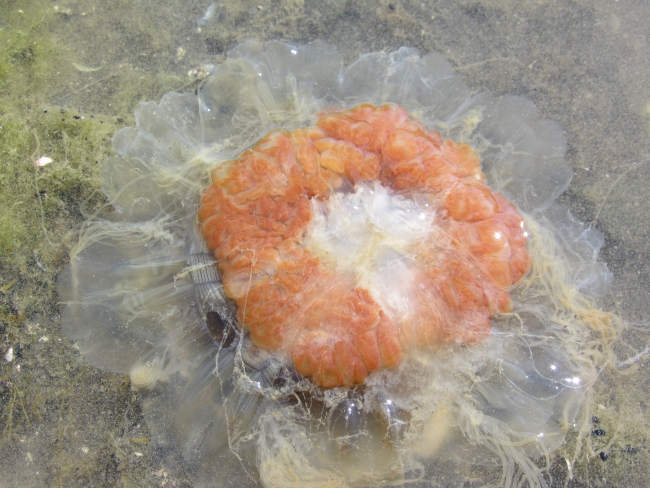 Jellyfish in the shallows of a tide pool