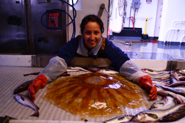 Survey technician Alyssa Pourmonir assessing a giant jellyfish on NOAA ShipOSCAR DYSON