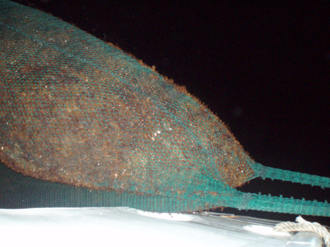 Trawl net filled with sargassum weed on NOAA Ship OREGON II