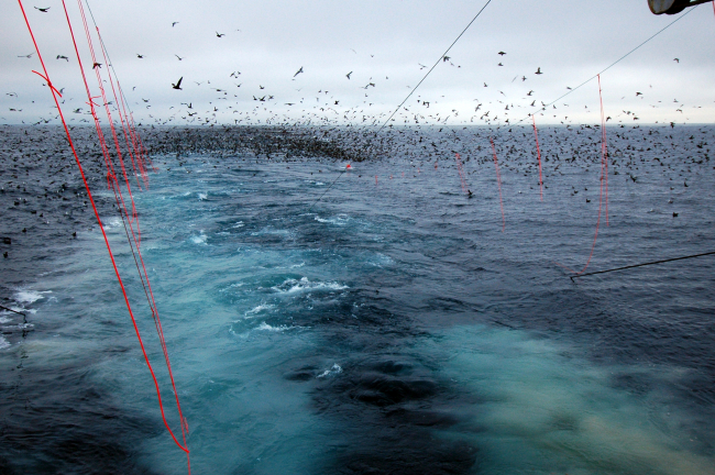 Red birdlines keep birds away from trawl lines which in turngreatly reduces sea bird injury and mortality caused by trawling operations
