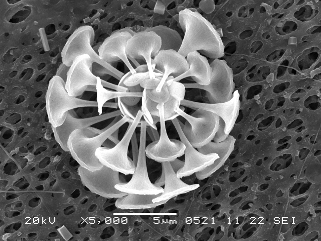 Diatom phytoplankton as seen through Dr