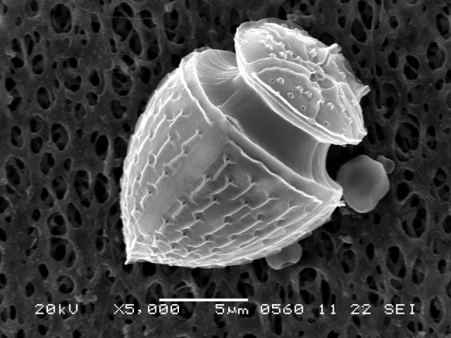 Dinoflagellate phytoplankton as seen through Dr