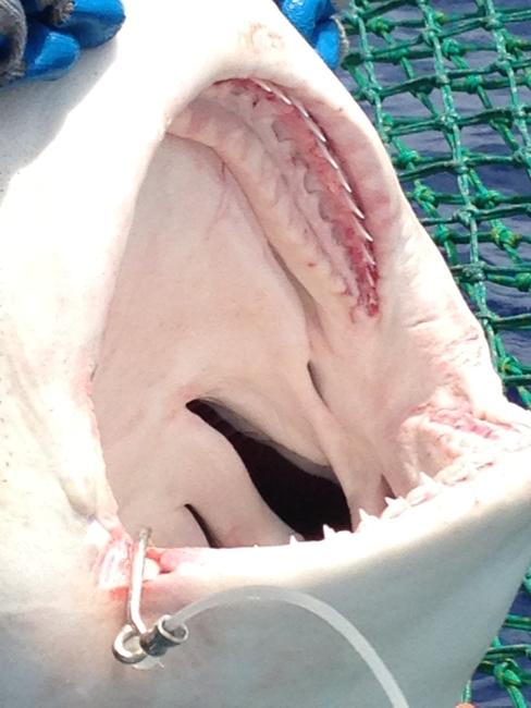 Mouth of a sandbar shark