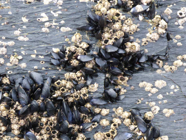 Barnacles and mussels on a rock exposed at low tide in Terror Bay
