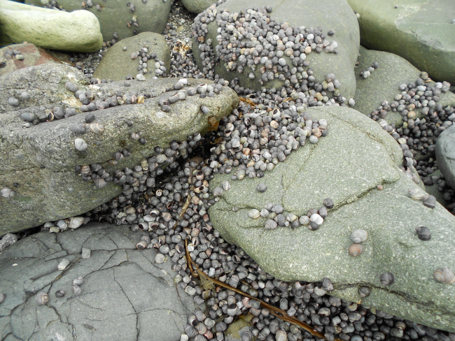 Small gastropods covering the rocks seen at low tide at Dutch Harbor