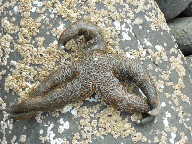 Starfish on barnacle encrusted rock at low tide at Dutch Harbor
